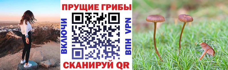 Галлюциногенные грибы мухоморы Когалым